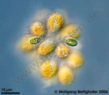 Image of Chroomonadaceae