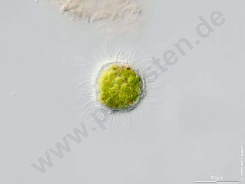 Image of Haptista
