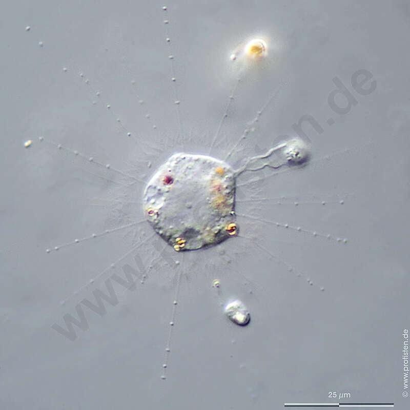 Image of Pterista