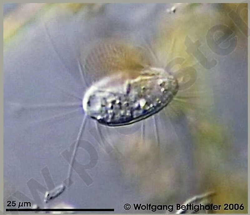 Image de Alveolata