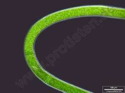 Image of Ulvophyceae