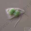 Image de Cyanophora paradoxa