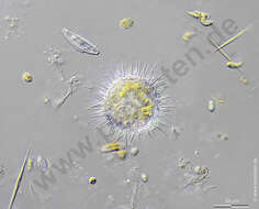 Image of Haptista