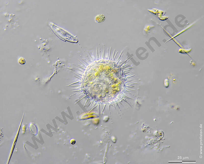 Image of Haptista