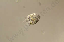 Image of Discosea