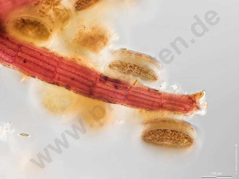 Image of Coscinodiscales