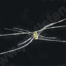 Image of Chaetoceros borealis