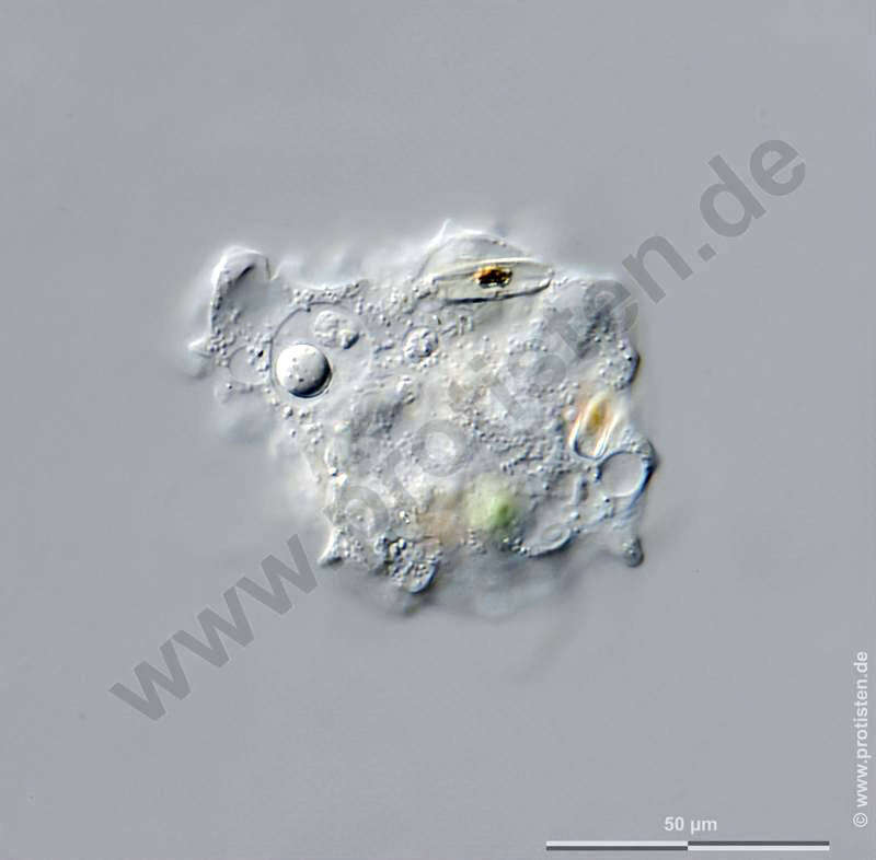 Image of Dermamoebida