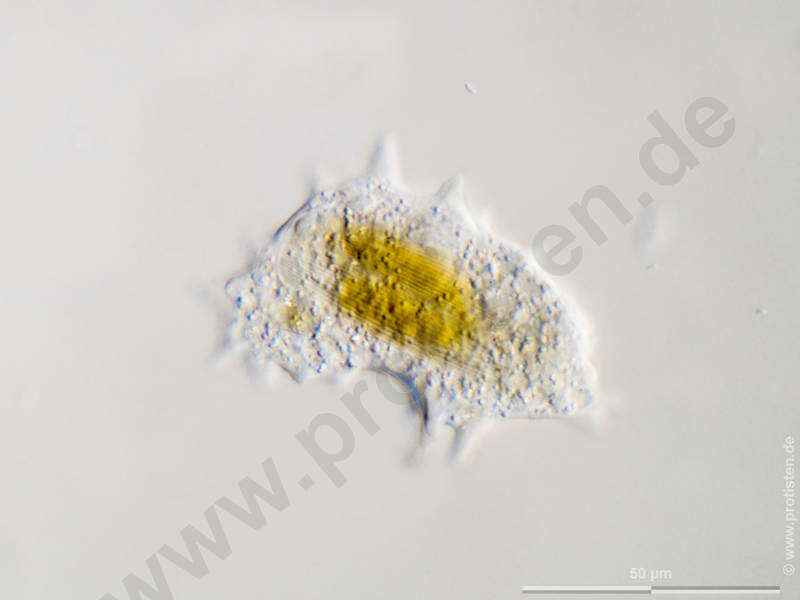 Image of Dermamoebida
