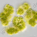 Image de Botryosphaerella sudetica