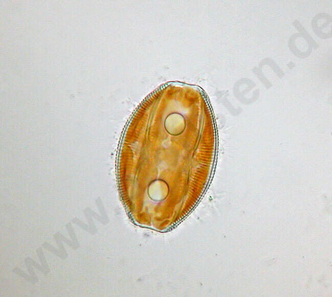 Image of Bacillariophyceae