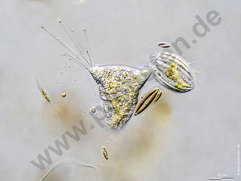 Image of Endogenida