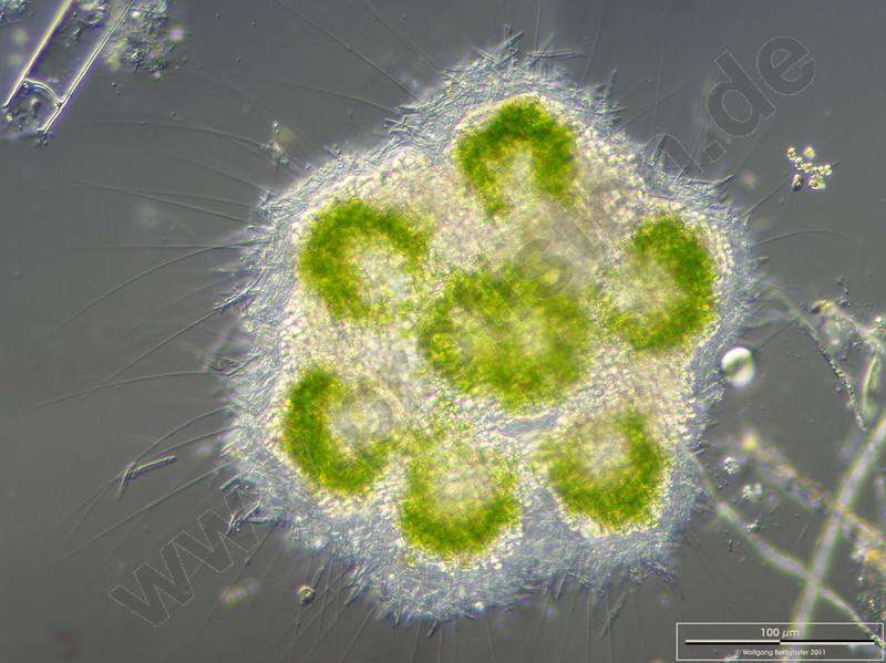 Image of Raphidiophrys viridis Archer 1867