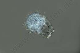 Image of cercozoans
