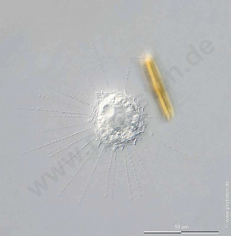 Image of Raphidiophrys capitata Siemensma & Roijacker 1988