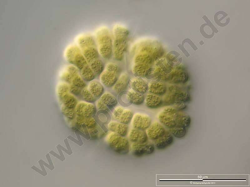 Image of Gomphosphaeriaceae