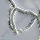 Image of Scytonema C. Agardh ex Bornet & Flahault 1886