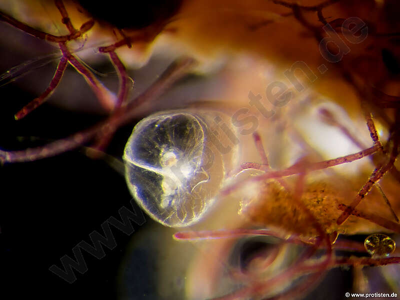 Image of Noctilucales