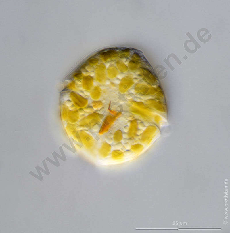 Image of Myzozoa