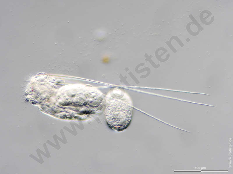 Image of Flosculariaceae