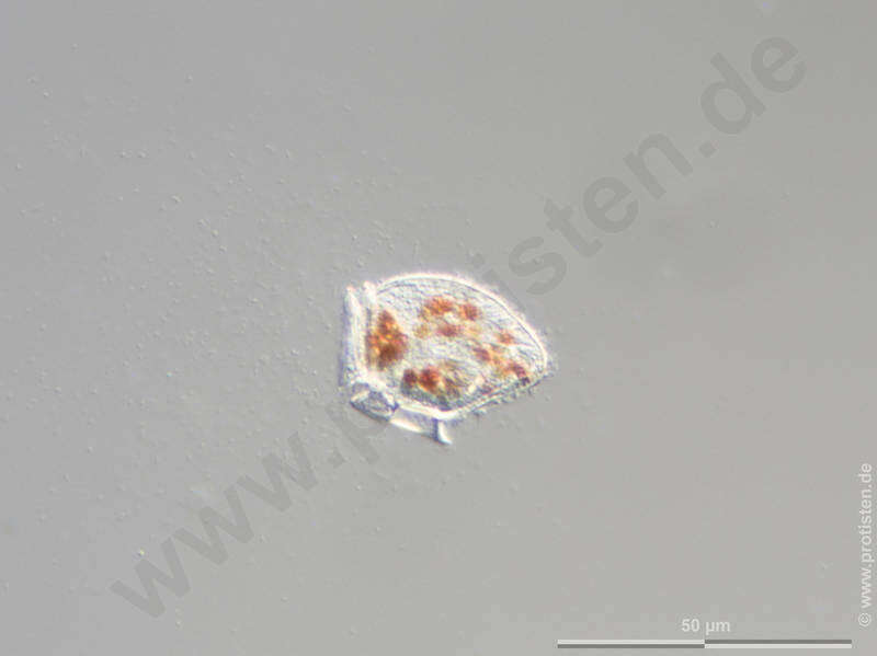 Image of Dinophysiales