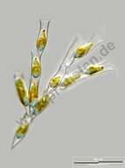 Image of Dinobryaceae