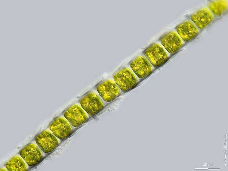Image of yellow-green algae