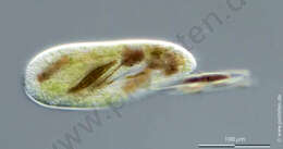 Image of Peniculida