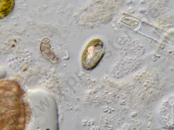 Image of Cryptophyceae