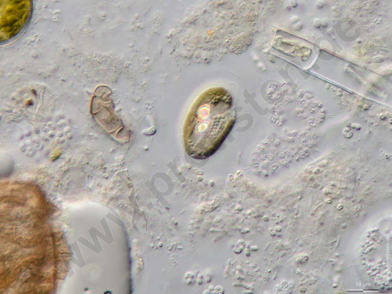 Image of Cryptomonadaceae