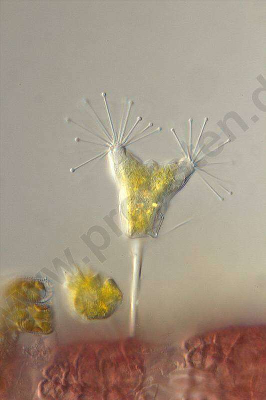 Image of Endogenida
