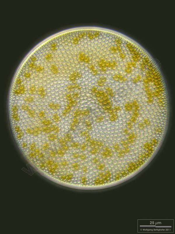 Image of SAR (Stramenopiles, Alveolates, Rhizaria)