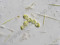 Image of OUU clade