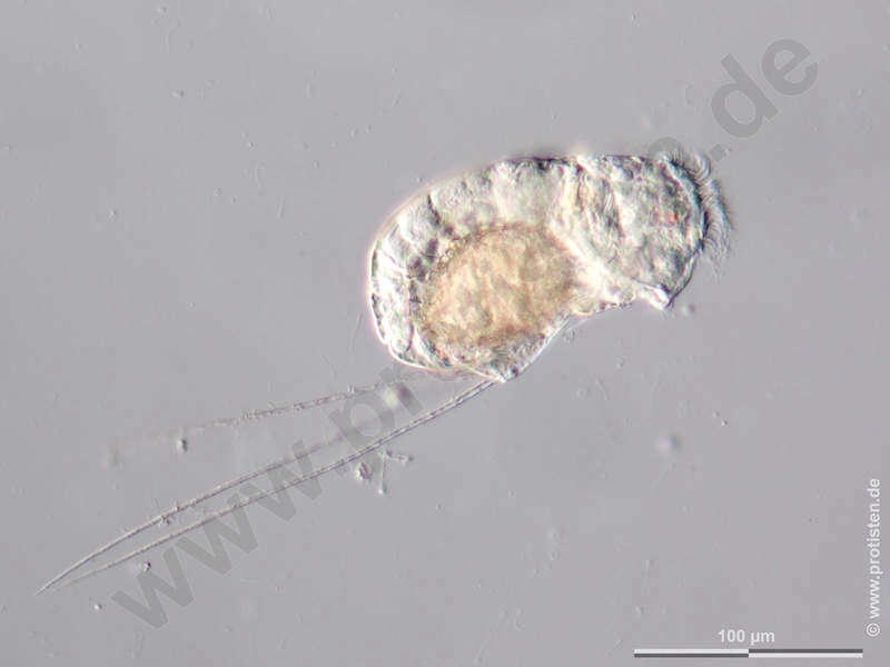 Image of Flosculariaceae