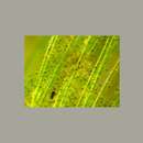 Image de Glaucosphaera vacuolata