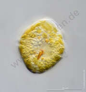 Image of Myzozoa