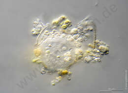 Image of Discosea