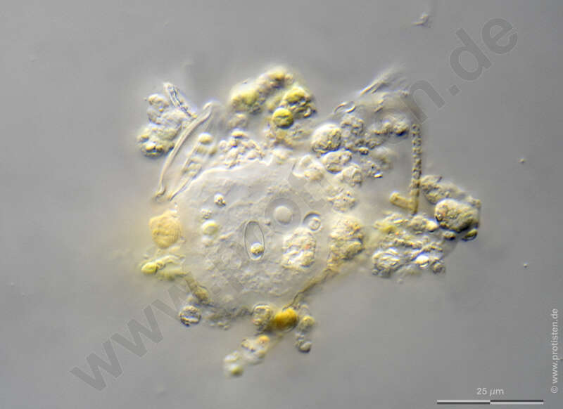 Image of Discosea
