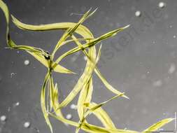 Image of Aphanizomenonaceae