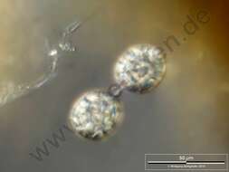 Image of Gammaproteobacteria