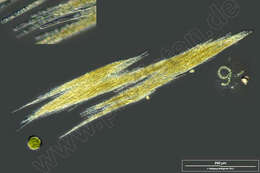 Image of Aphanizomenonaceae