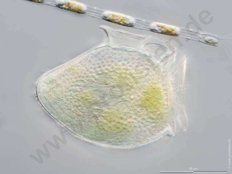 Image of Dinophysiales