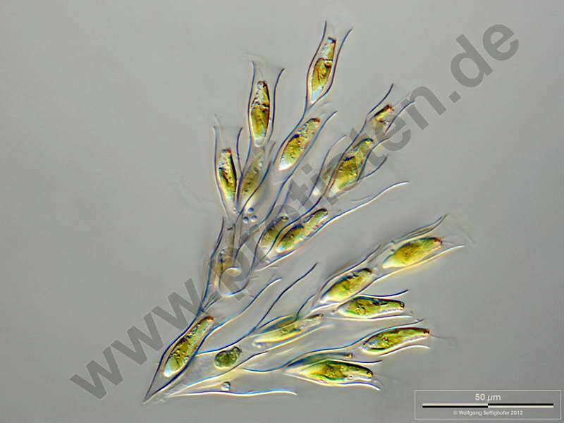 Image of Dinobryaceae