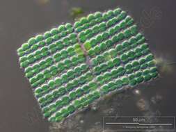 Image of Synechococcales