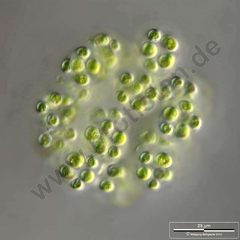 Image of Palmellaceae