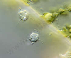 Image of Dictyochophyceae