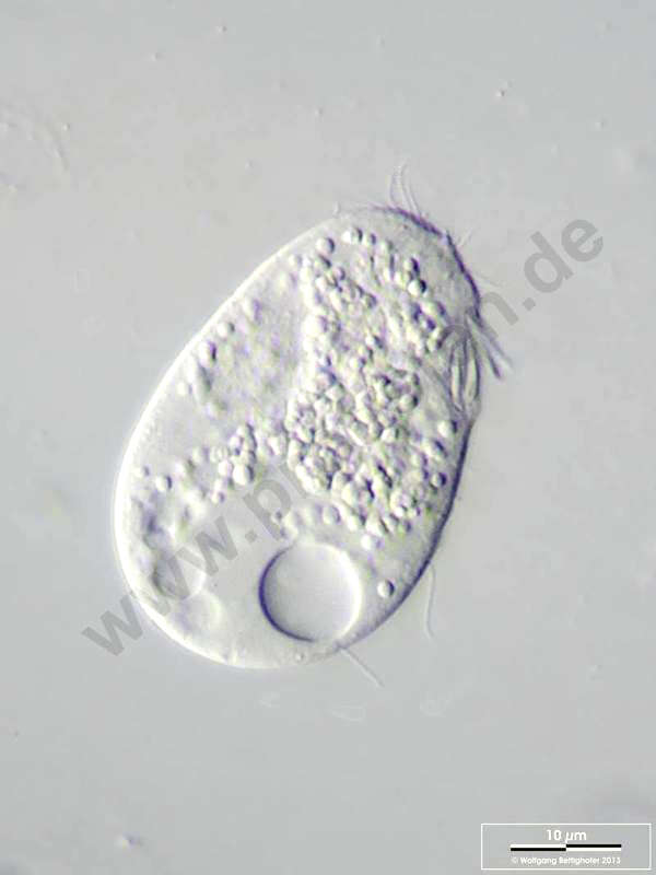 Image of Hymenostomatida