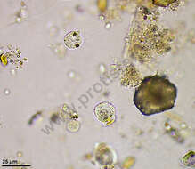 Image of Dictyochophyceae