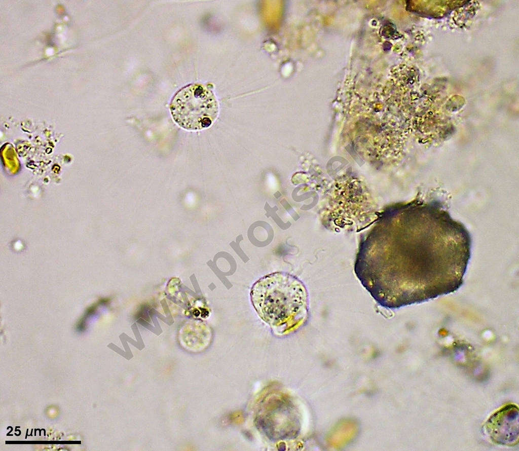 Image of Dictyochophyceae