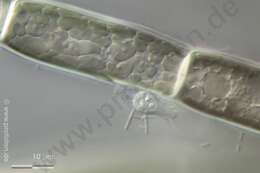 Image of red algae